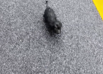 H2502050_life misunderstood…. finally given home