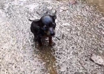 T3001077 A fragile life tested by indifference