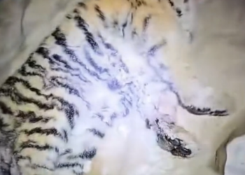 H2502051_months ago,I held baby lion shivering