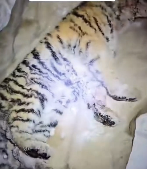 H2502051_months ago,I held baby lion shivering