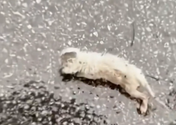 H2502052_stopped everything day one tiny life