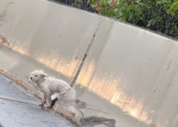 H2502053_Abandoned in rain .but today,it finally found