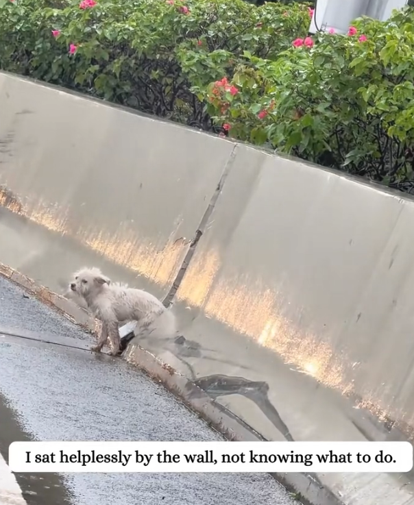 H2502053_Abandoned in rain .but today,it finally found