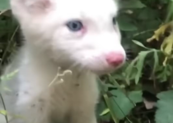 H2502055_thought it was Husky…… was wrong