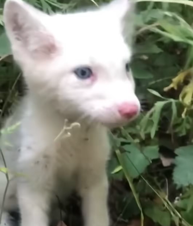 H2502055_thought it was Husky…… was wrong