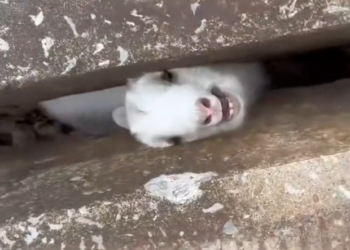 H2502056_couple saved trapped sheep joy gradually