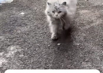 H2502057_Poor kitten. #rescue #rescuekitten #kitten #animal