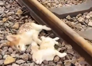 T3001039 Held together by instinct, not strength