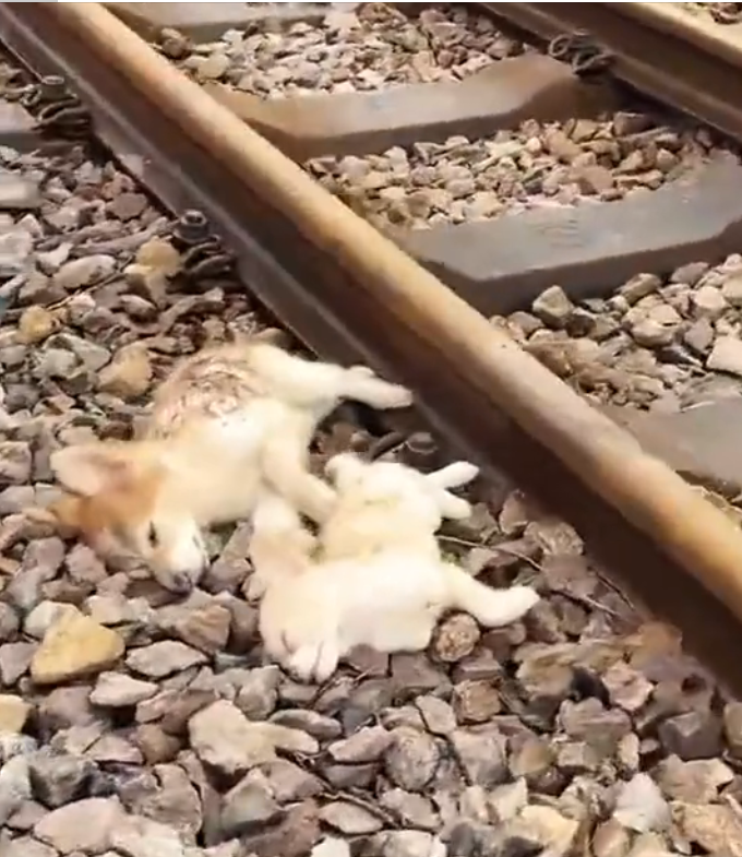 T3001039 Held together by instinct, not strength