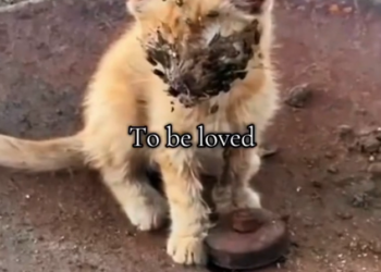 H2502058_Poor kitten #rescue #rescueanimals #animals #fyp