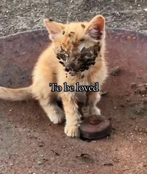 H2502058_Poor kitten #rescue #rescueanimals #animals #fyp