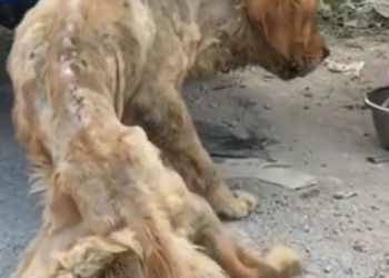 H2502060_Feed adopt stray dog has been starved