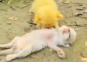 H2502061_Poor kitten #rescue #res