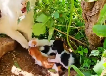 H2502062_Rescue cat family then #rescue #rescueanim