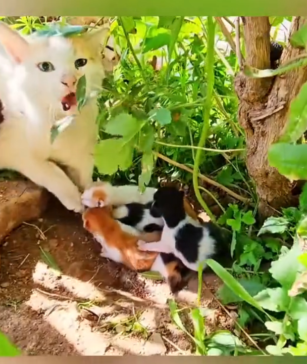 H2502062_Rescue cat family then #rescue #rescueanim