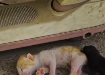 H2502063_never thought reunite these dying newborn