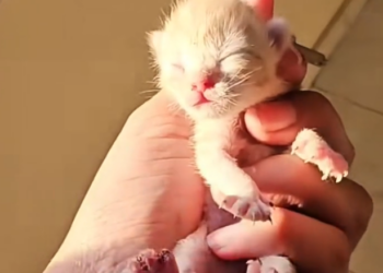 H2502064_bird brought newborn kitten to my window