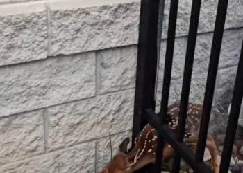 H2502065_story of deer who knows how to repay good