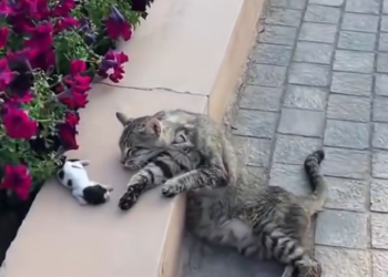 H2502066_Rescue cat #rescue #animals