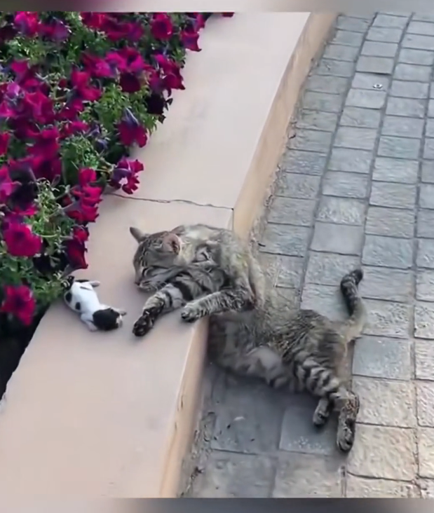 H2502066_Rescue cat #rescue #animals