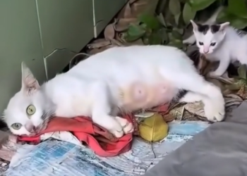 H2502067_Rescue mama cat #rescue #animals #fyp #cat