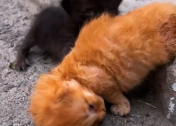 T3001034 The wait nearly won