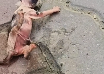 H2502068_thought wouldn be able to take care