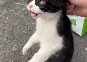 H2502069_quickly rescued dying cat lying on side