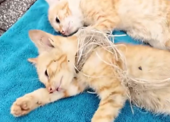 H2502071_#rescue #rescueanimals #rescuecat #rescuekitten