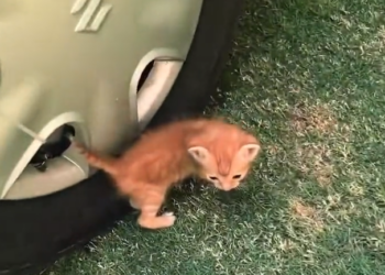 H2502072_#rescue #rescueanimals #cat #kitten #animals