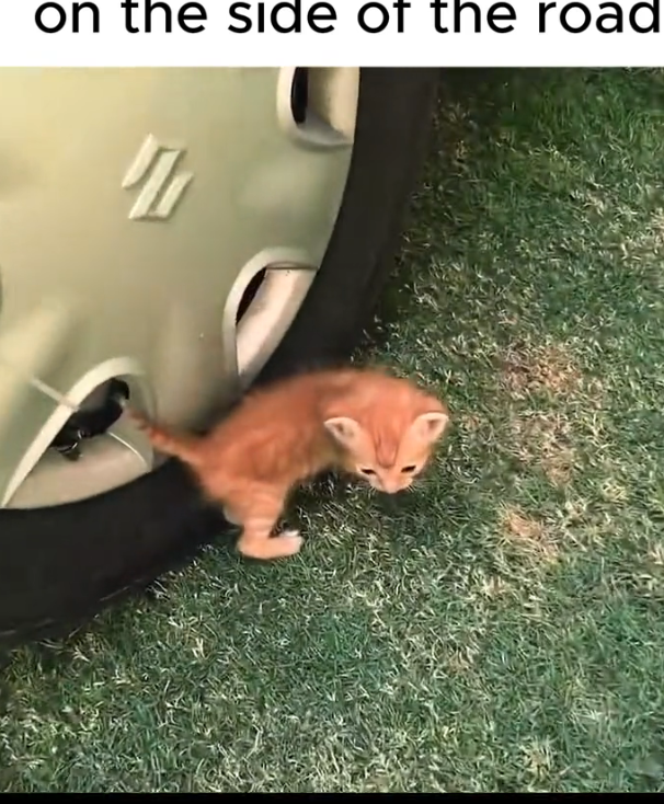 H2502072_#rescue #rescueanimals #cat #kitten #animals