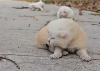 H2502073_Poor kitten #rescue #rescueanimals #rescuecat