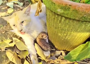 H2502074_My mom thinks bad guy but not want