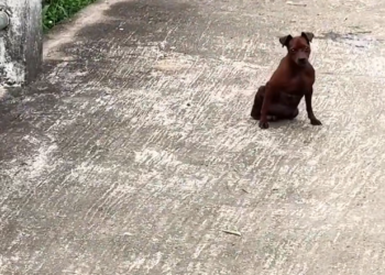 H2502075_He is not whole but very cute #rescue