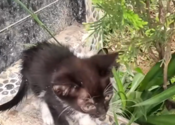 H2502076_Rescue kitten on road