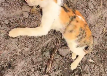 H2502077_Rescue cat #rescue