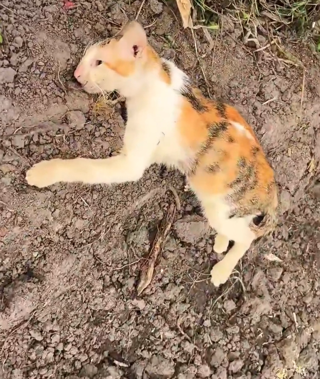 H2502077_Rescue cat #rescue