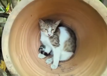 T3001031 This is how suffering hides