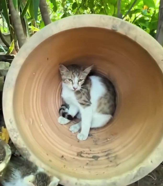 T3001031 This is how suffering hides