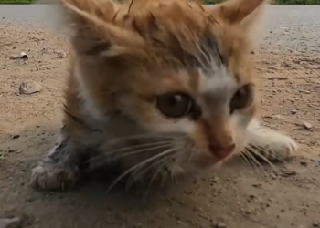 H2502078_Rescue poor kitten on road #rescue