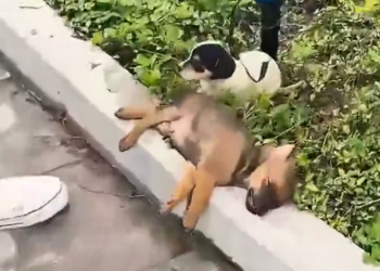 H2502079_Rescue puppy #rescue #rescueani