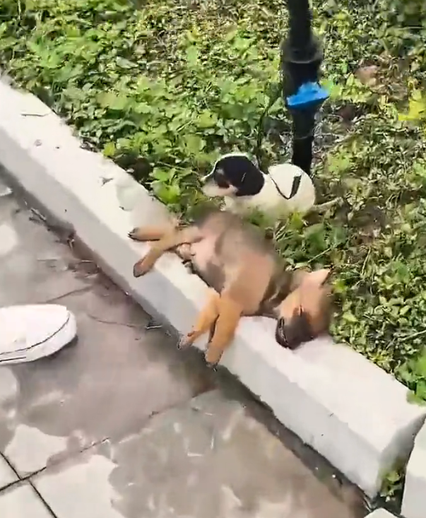 H2502079_Rescue puppy #rescue #rescueani