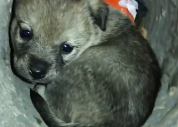 H2502080_motherless puppy curled up crying alone