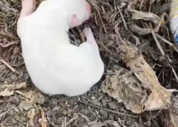 H2502081_Poor puppy #rescue