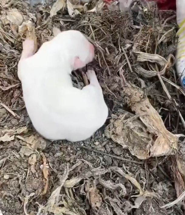 H2502081_Poor puppy #rescue