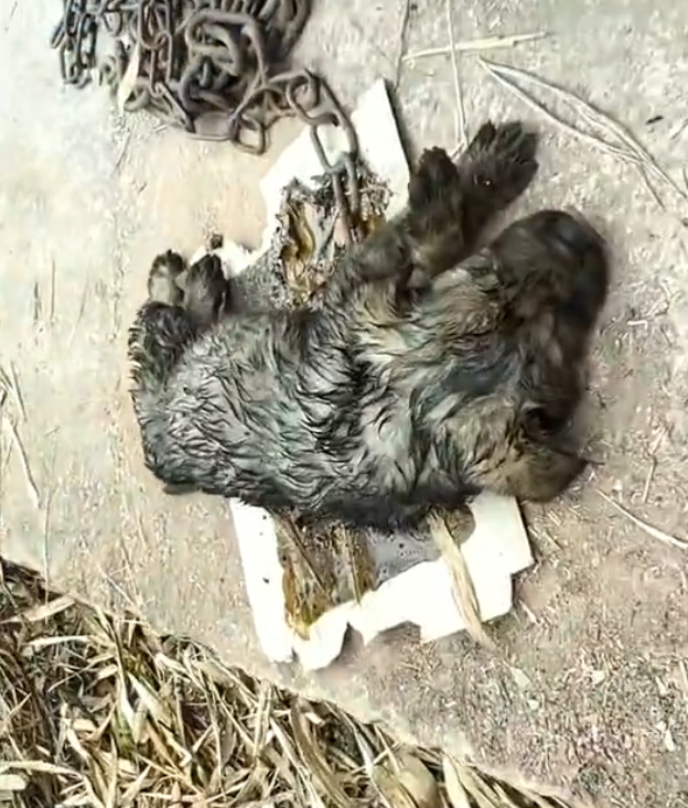 H2502082_kind family rescues puppy dump