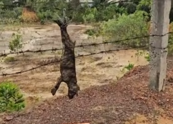 H2502083_Rescue dog #rescue