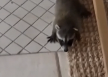 H2702001_She Came Home to Find Baby Raccoon on Her Floor