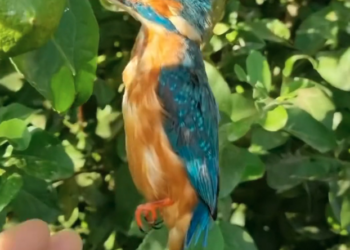 H2702002_Woman Rescues Kingfisher Cares It You