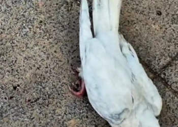 H2702003_Couple Saves Injured White Rock Pigeon His